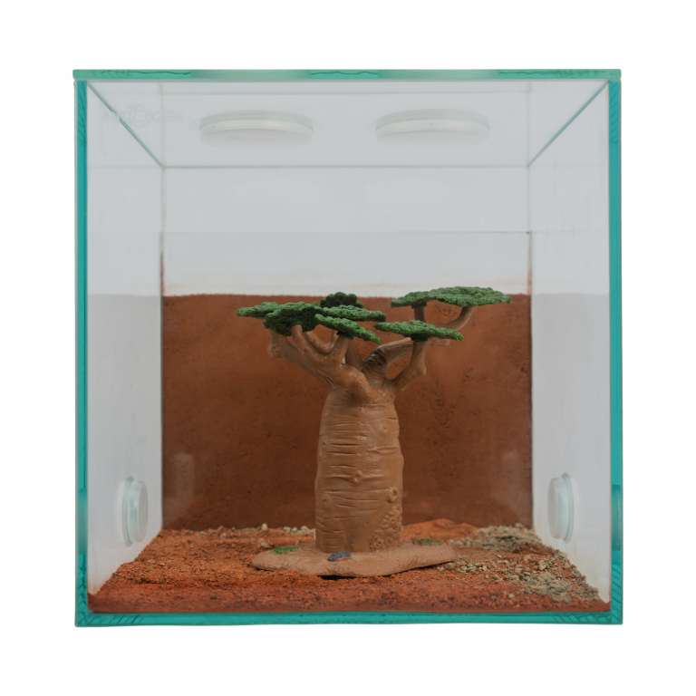 Decorative baobab tree wide